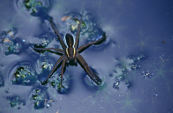 Gerandete Jagdspinne / Dolomedes fimbriatus
