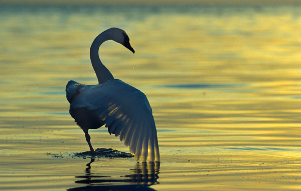 Morgengymnastik - H�ckerschwan (Cygnus olor) - Nationalpark Jasmund, R�gen, Mecklenburg-Vorpommern, Deutschland, Europa