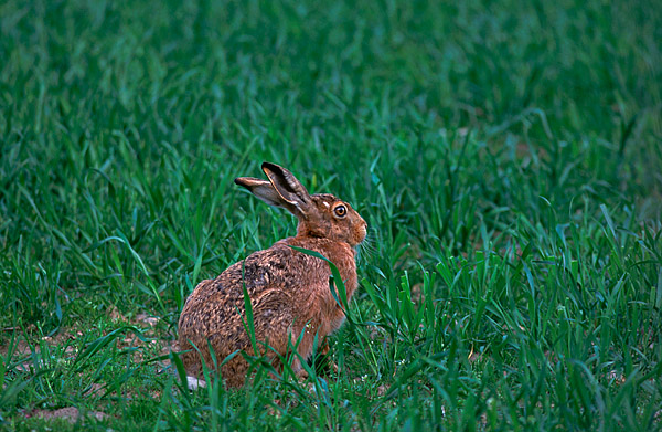 Feldhase (Lepus europaeus)