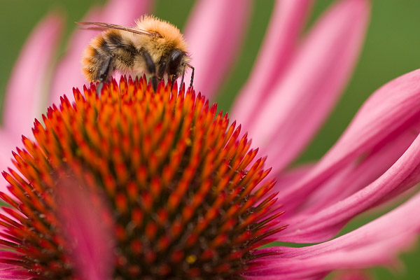 Hummel auf Sonnenhut