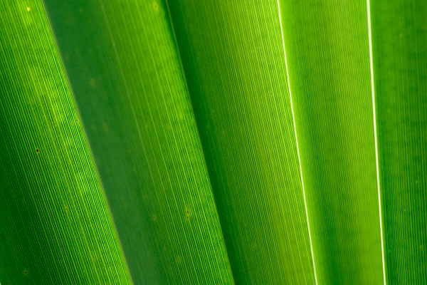 Bl�tter des Rohrkolben