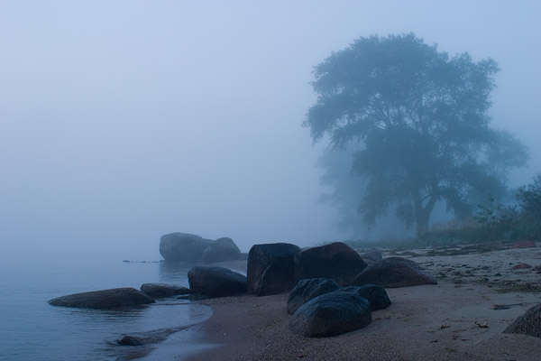 K�stenbaum im Nebel