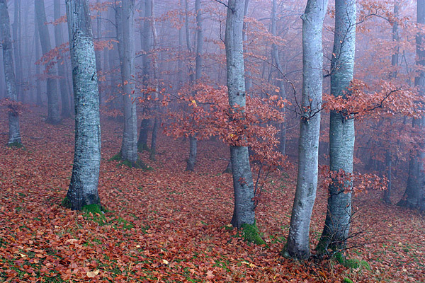 Nebliger Buchenwald, Nationalpark Jasmund, R�gen, Mecklenburg-Vorpommern, Deutschland, Europa