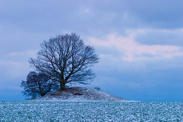 Solit�rbaum auf einem H�gelgrab, Halbinsel Zudar, R�gen, Mecklenburg-Vorpommern, Deutschland, Europa