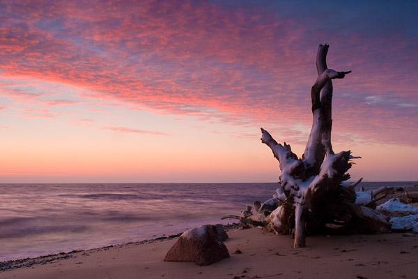 Baumwurzel an der Steilk�ste Halbinsel Zudar, R�gen, Mecklenburg-Vorpommern, Deutschland, Europa