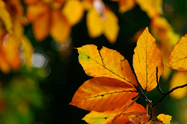 Herbstliche Buchenbltter