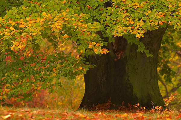 Herbstbuche