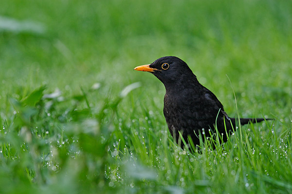Amsel (Turdus merula)