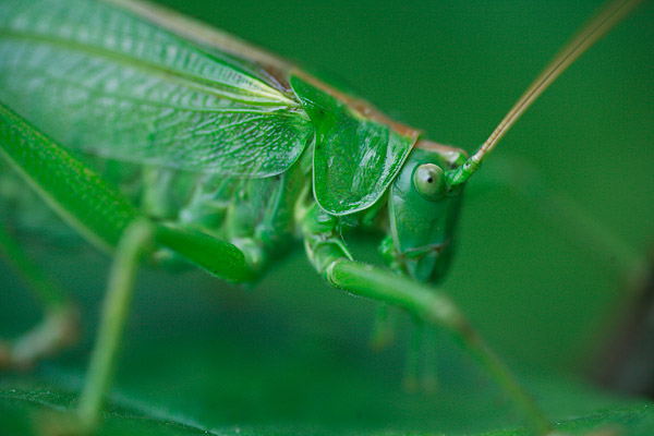Gr�nes Heupferd (Tettigonia viridissima)