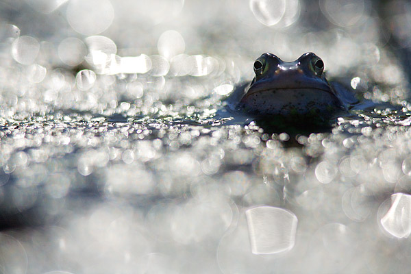 Moorfrösche sind Explosionslaicher... PENG! Nein, nicht auf die Art des Laichvorgangs ist diese Wortkreation bezogen, sondern auf die Tatsache, dass abertausende Morrfrösche innerhalb weniger sonniger Tage im März/April ihr Laichgeschäft durchziehen, während sie davor oder danach kaum mehr zu sehen sind. Hintergrund ist der, dass die Störche ect. einige wenige Tage lang ein überhöhtes Sättigungsgefühl haben, sprich es überleben mehr Frösche wenn sie alle gemeinsam eine intensive aber kurze Hochzeit feiern.