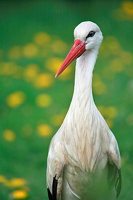 Portrait, eines auf der L�wenzahnwiese stehenden Wei�storches - Ciciona ciciona