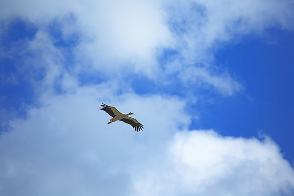 Weissstorch segelt im thermischen Aufwind - Ciciona ciciona