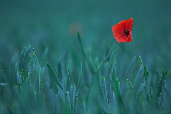 Mohnblume im Kornfeld (Papaver rhoeas)
