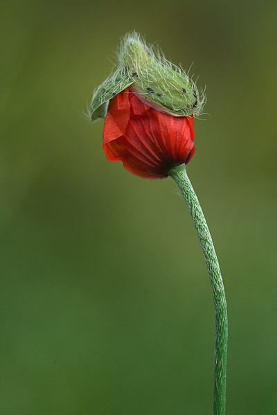 Knospe der Mohnblume (Papaver rhoeas)