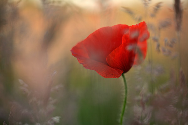 Mohnbl�te (papaver rhoeas)