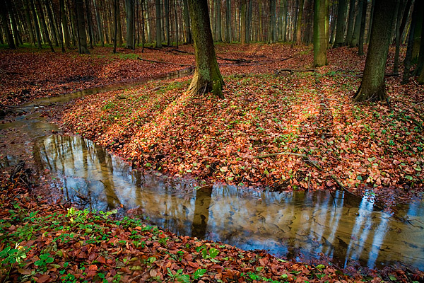 Nat�rlicher Bachlauf - Eldena, Greifswald, Mecklenburg-Vorpommern, Deutschland, Europa