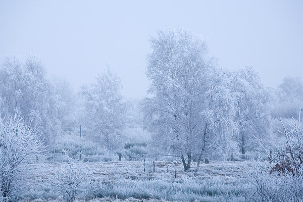 Von Rauhreif überzogene Winterlandschaft, Försterhofer Heide, Mecklenburg-Vorpommern, Deutschland, Europa