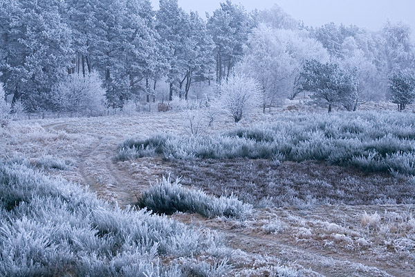 Von Rauhreif �berzogene Winterlandschaft, F�rsterhofer Heide, Mecklenburg-Vorpommern, Deutschland, Europa