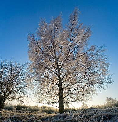 Mit Raureif überzogene Birke - Betula spec. - Hohe Bildauflösung!