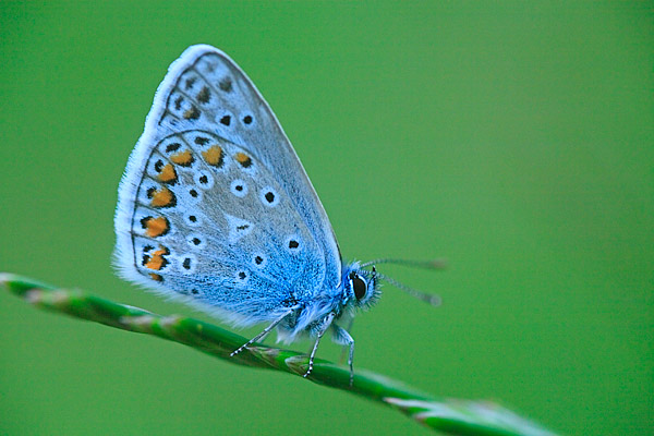 Hauhechel-Bl�uling (Polyommatus icarus) - Gemeiner Bl�uling