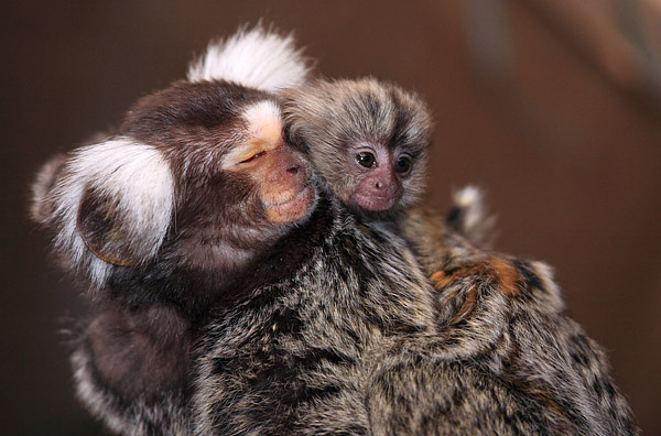 Lisztaffe (Saguinus oedipus) mit Nachwuchs