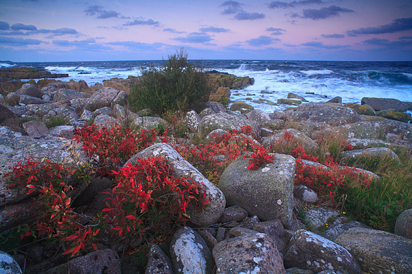 Felsige Küste bei Gudhjem im Herbst - Gudhjem, Bornholm, Dänemark, Europa
