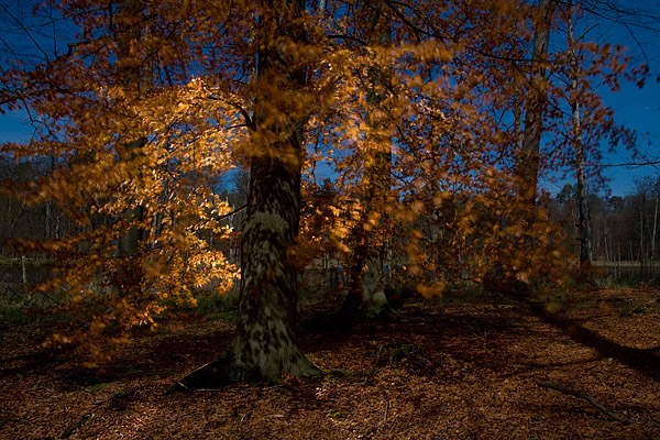 Wald im Mondlicht