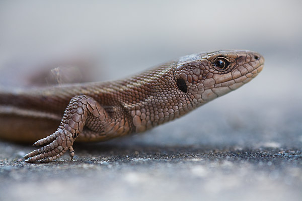 Waldeidechse (Zootoca vivipara)