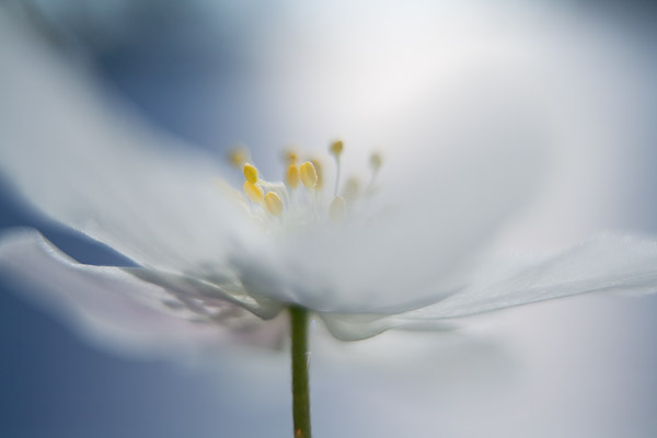 softes Bl�tenportrait eines Buschwindr�schens (Anemone nemorosa)