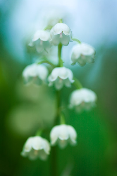 Maigl�ckchen (Convallaria majalis)