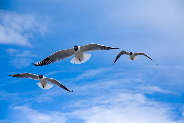 Lachm�wen (Larus ridibundus) 