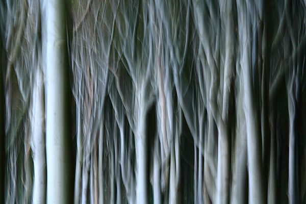 K�stenwald, Wischeffekt - Nienhagen, Mecklenburg-Vorpommern, Deutschland, Europa