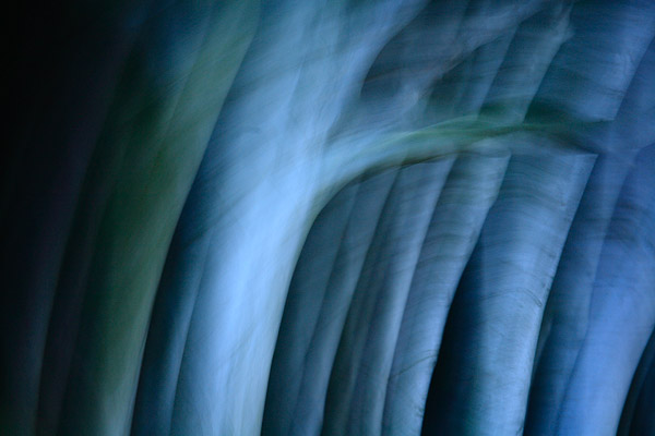 Küstenwald - Nienhagen, Mecklenburg-Vorpommern, Deutschland, Europa