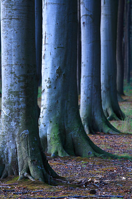 In Reih und Glied - Nienhagen, Mecklenburg-Vorpommern, Deutschland, Europa