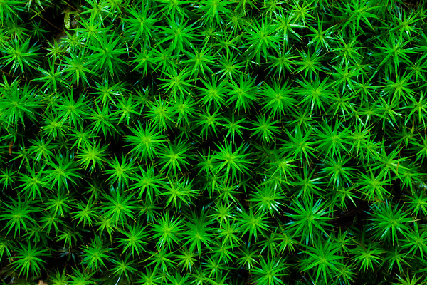 Schönes Widertonmoos - Frauenhaarmoos (Polytrichum formosum)