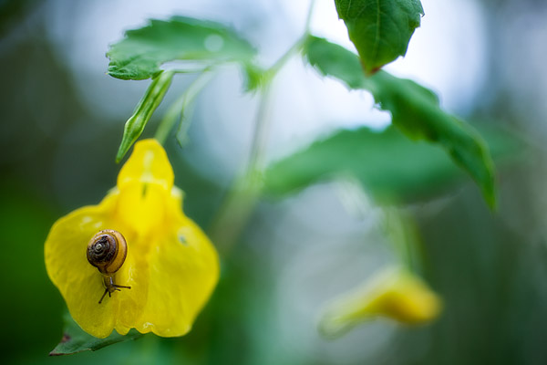 Gro�es Springkraut (Impatiens noli-tangere) - Altweiberzorn, Echtes Springkraut, Wald-Springkraut, R�hr mich nicht an