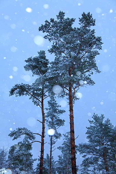 Schneefall im Kiefernwald