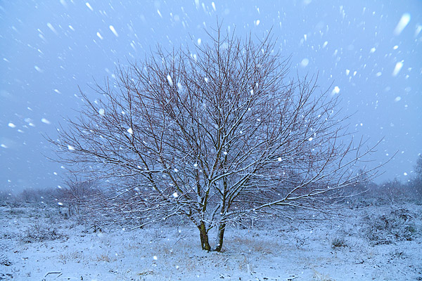 Baum im Schneesturm