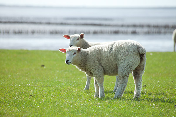 Lämmer auf dem Deich bei Schlüttsiel, Nordsee, Schleswig-Holstein, Deutschland