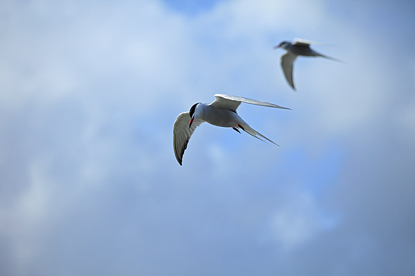 Fluss-Seeschwalbe (Sterna hirundo), Hallig Hooge, Schleswig-Holstein, Deutschland
