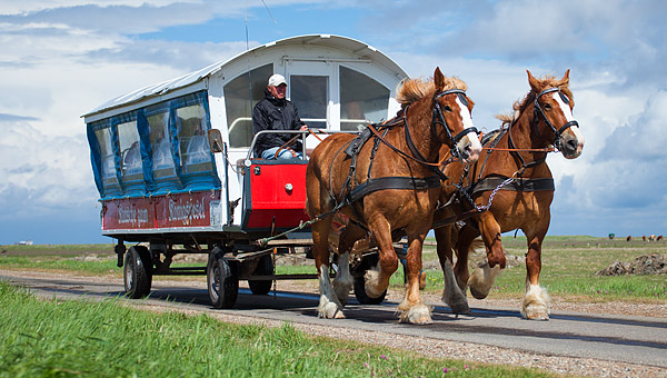 Pferdekutsche zum K�nigspesel, Hallig Hoge, Schleswig-Holstein, Deutschland