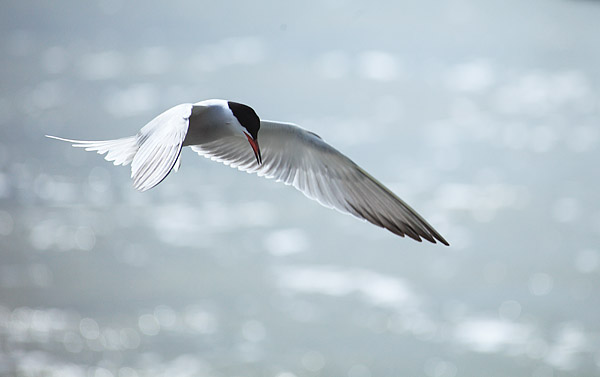 Fluss-Seeschwalbe (Sterna hirundo), Hallig Hooge, Schleswig-Holstein, Deutschland