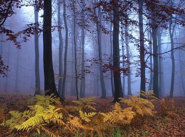 Herbstlicher Farn im nebligen Wald, Nationalpark, Jasmund, R�gen, Mecklenburg-Vorpommern, Deutschland, Europa