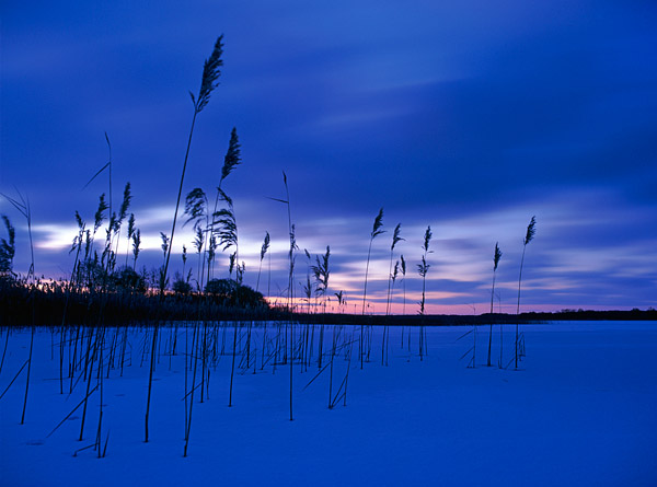 Schilfhalme auf dem zugefrorenen Borgwallsee, Stralsund, Mecklenburg-Vorpommern, Deutschland, Europa