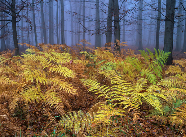 Herbstlicher Farn im nebligen Wald, Nationalpark, Jasmund, Rgen, Mecklenburg-Vorpommern, Deutschland, Europa